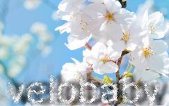 Велосипеды "Aist" или "Stels" со скидкой до 7% от Velobaby.by