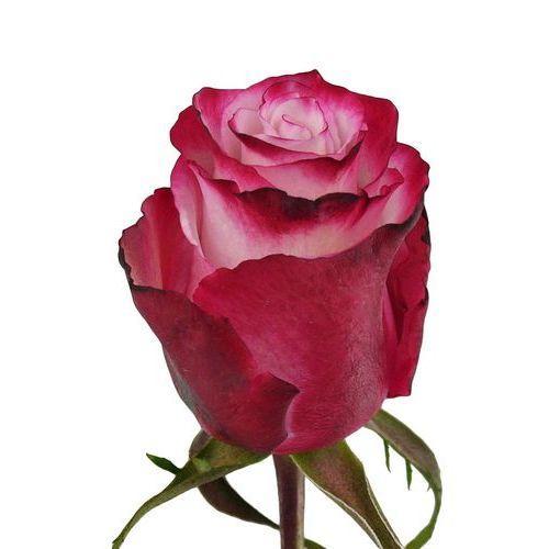Роза квин берри эквадор