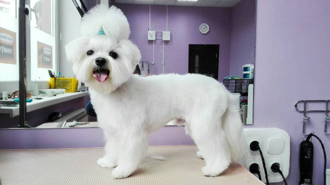 Профессия грумер. Грумер без опыта. Грумер для собак. Салон для собак. Порода собак шнауцер цверг.