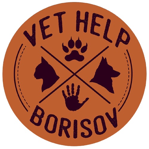 Кастрация, стерилизация, ультразвуковая чистка зубов собак и кошек от 27 р. в ветклинике "Vet Help Borisov" в Борисове