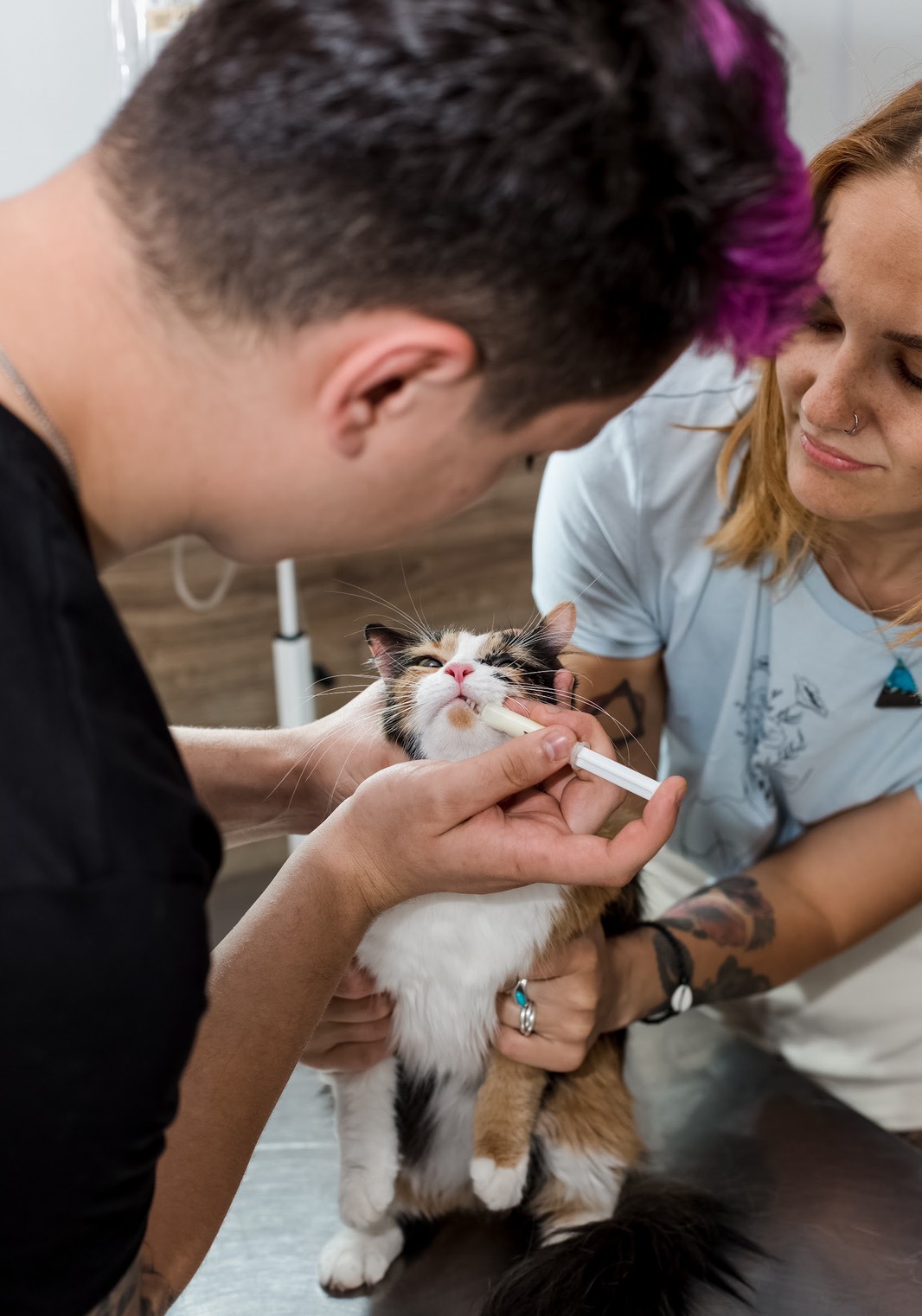 Ветклиники чистка зубов. Ветклиника прививка. Ветеринар с кошкой. Терапия животными.