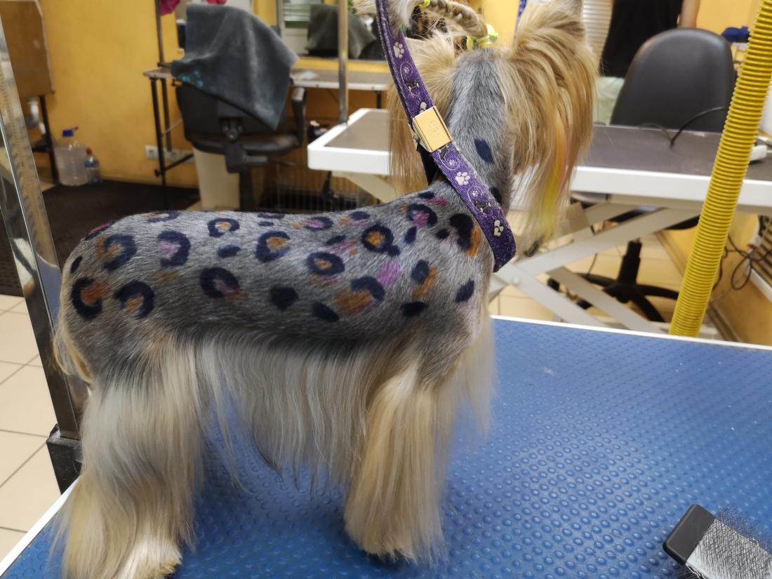 4 лапы груминг