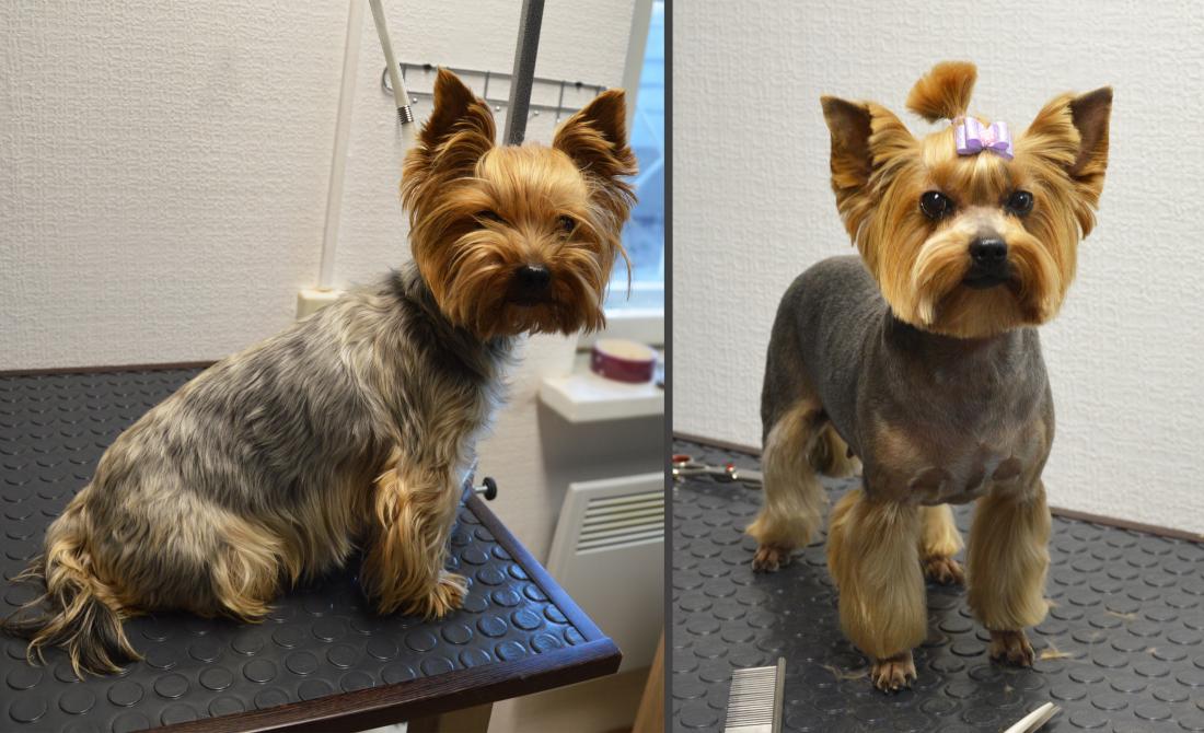 Стрижка животных. Джек рассел терьер вычесывание. Стрижка собак. Груминг. Салон йорк.