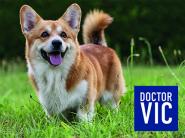 Doctor VIC: косметика и средства гигиены для домашних животных
